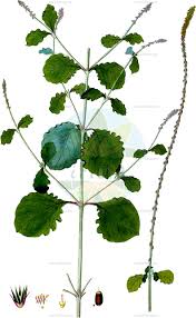 Image result for Psilotrichum scleranthum