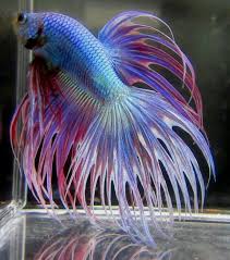 Type Of Betta Fish If You Are Like Me And Have A Strong Passion For Freshwater Aquariums You Have Probably Considered Incor Betta Fish Types Betta Fish Betta
