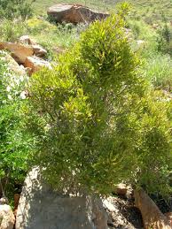 Image result for Euclea undulata