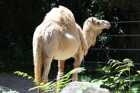 One of the best zoo in new england van roger williams park zoo. 7 9 17 Roger Williams Park Zoo Fun Seeing The Animals Zoo Fun Fun Family Activities