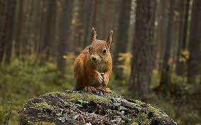 Download and use 100+ squirrel stock videos for free. Hd Wallpaper Squirrel In Forest Autumn Nature Tree Stump Animals Wallpaper Flare