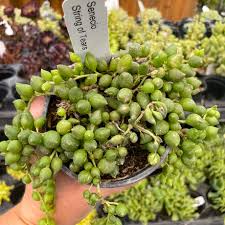 Image result for Senecio