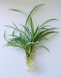 Image result for Chlorophytum colubrinum