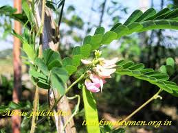 Image result for Abrus melanospermus