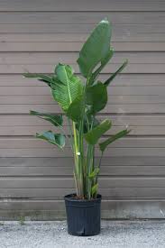Image result for Strelitzia