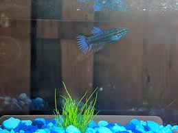 Discover the best betta fish food and brands of pellets, flakes, and more. Bought This Male Baby Betta At Petco Today Bought Some Hikari Pellets For It But Pellets Were Too Big For It Food Suggestions Also Does It Look Like A Male To