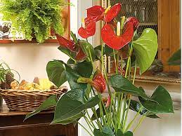 Afin de trouver la plante fleurie d'intérieur la plus adaptée à vos besoins et envies, que vous vouliez une vivace ou non, qu'elle soit exposée au soleil ou à l'ombre, pour votre salon ou votre salle de bain, utilisez notre service trouver une plante. 5 Plantes D Interieur Fleuries Faciles