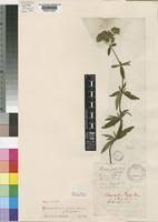 Image result for Agathisanthemum