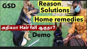 hair fall for pet dogs in tamil