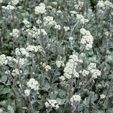 Image result for Helichrysum asperum