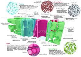 What is a plant cell. Plant Cells Advanced Ck 12 Foundation