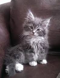 Sorrelkit She Cat Friends With Most Of The Others In The Nursery Likes Mice She S Headstrong Loyal And F Chaton Gris Chats Adorables Chat Mignon