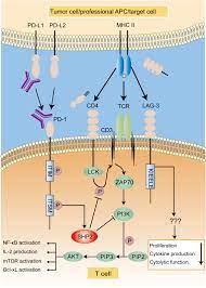 Pd L1 Signaling Pathway Creative Diagnostics