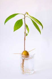 Grown an avocado tree with the wet towel method. How To Grow An Avocado Tree From Seed Gardening