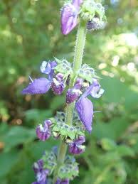 Image result for Coleus barbatus