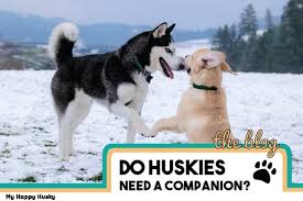 Do Huskies Need A Companion Husky Care Guide My Happy Husky
