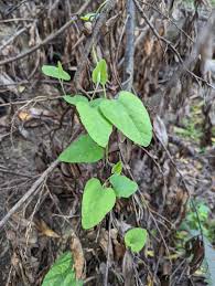 Image result for Fuirena leptostachya