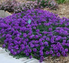 We did not find results for: How To Grow Verbena Watters Garden Center