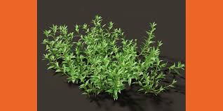 Image result for Pouzolzia