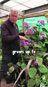 Image result for Bartlettina