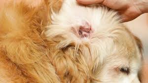 The veterinarians at banfield recommend once monthly cleanings as a basic rule of thumb for dogs with normal ears, however those who swim, roll in the dirt, or have a predisposition to infections may need more frequent attention. How To Clean Your Dog S Ears 10 Steps With Pictures Wikihow