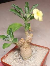 Image result for Pterodiscus aurantiacus