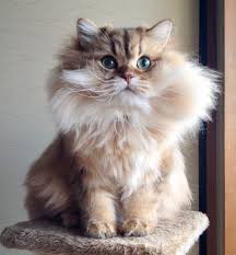 Chinchilla Golden Cat Kedi Hayvanlar Guzellik
