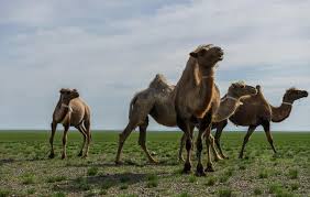 Sunset camel riding experience with in anna bay, port stephens. Riding Camels And Climbing Sand Dunes In The Gobi Desert Nomadasaurus