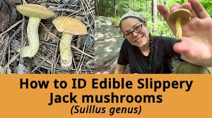 Image result for Suillus weaverae