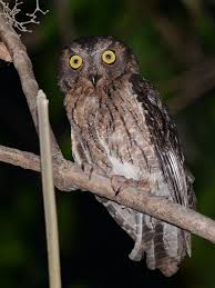 Torotoroka Scops Owl Otus Madagascariensis Photo By Alan Van Norman Owl Owl Pictures Owl Photos