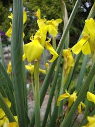 Image result for Moraea carsonii