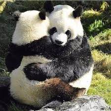 Gimme A Big Hug Too Cute To Bear Baby Panda Bears Panda Bear Animal Hugs