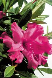 Check spelling or type a new query. Encore Azaleas Azalea Society Of America