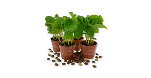 Image result for Coffea schliebenii