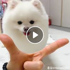 Cute White Pomeranian Puppy Video Gifs Cute Puppy Cute Pet Cute Dog Pomeranian Dog