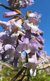 Image result for Paulownia