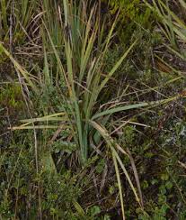 Image result for Rhynchosia orthobotrya