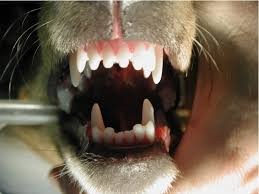Braces are the easiest and most common way to correct an overbite. Base Narrow Canines Denver Area Veterinary Dental Specialist