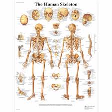 The vertebral column is divided into 5 sections, according to the regions they are found shown on the diagram. 3b Scientific Vr1113l Glossy Laminated Paper Human Skeleton Anatomical Chart Poster Size 20 Width X 26 Height Science Prints Amazon Com Industrial Scientific