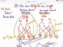 Check 6 flipbooks from kfendy. Biologi Bab 5 Bahagian 2 Pewarisan Hukum Mendel Ii Spm Tingkatan 5 Youtube