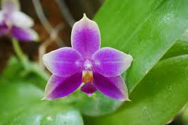 You might have something else around that is. Do Orchids Smell 10 Great Smelling Varieties Planted Shack