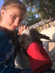 Turkeys, elk, deer, and sheep