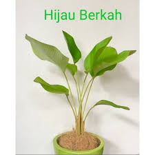 We did not find results for: Tanaman Hias Daun Calathea Lutea Luthea Pohon Pisang Kalatea Bedak Tanaman Indoor Outdoor Shopee Indonesia