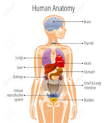 Abdominal pain is pain that is experienced in the abdominal region and can be associated with a number of conditions. Human Body Anatomy Vector Woman Internal Organ Poster Medical Royalty Free Cliparts Vectors And Stock Illustration Image 145613946