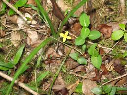 Image result for Hypoxis angustifolia