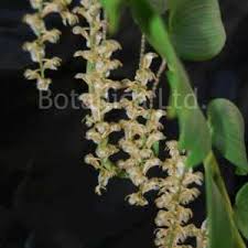 Image result for Aerangis ugandensis