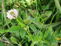 Image result for Trifolium isthmocarpum