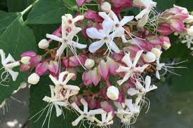 Image result for Clerodendrum ternatum
