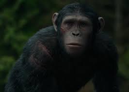 Caesar S Son Blue Eyes Dawn Planet Of The Apes Dawn Of The Planet Apes