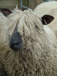 Wovember Com Is Almost Here Sheep Breeds Sheep Farm Sheep
